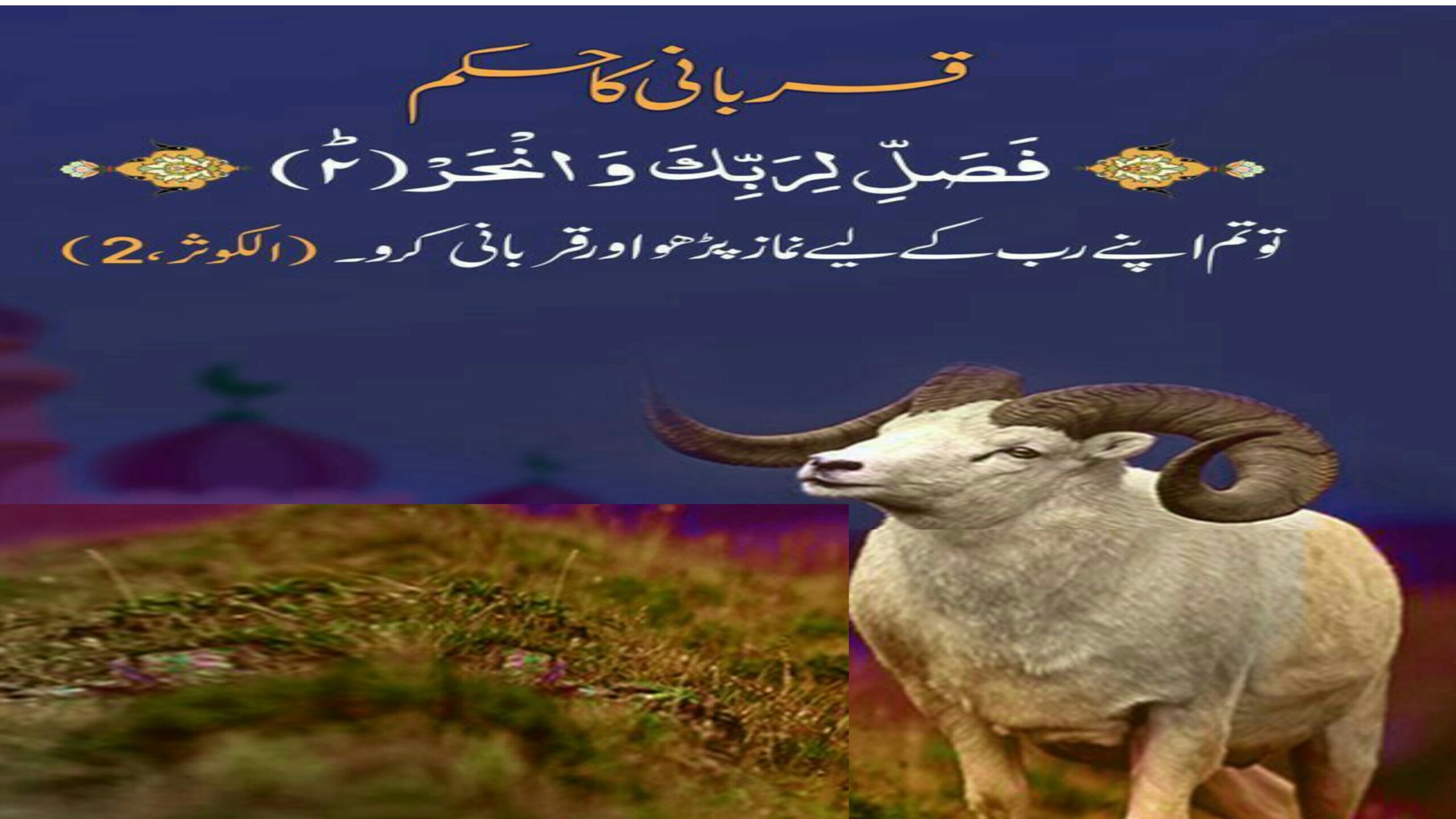 قربانی کا گوشت /قربانی کیسے کرے37eid ul azzah right way