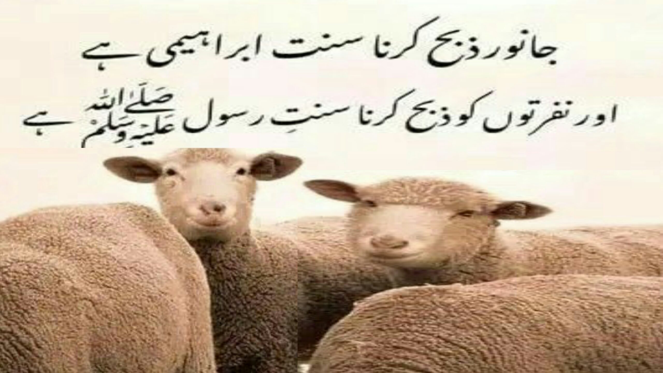 قربانی کا گوشت /قربانی کیسے کرے37eid ul azzah right way